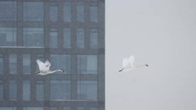 Фото: стая белых лебедей пролетела над заснеженным Петербургом