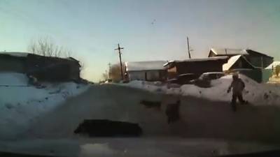 Решительный водитель защитил школьницу от стаи бродячих собак. Видео