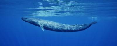 Для изучения морского дна использовали песни китов