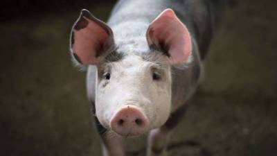 У свиней обнаружили экстраординарные умственные способности