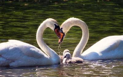Самые необычные проявления любви в мире животных