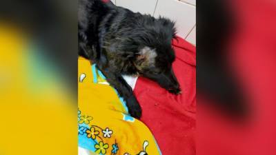 «Мать кошек и собак»: девушка из Тульской области помогает выживать бездомным животным