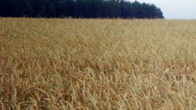 Россия вводит квоту на экспорт и пошлины на зерновые