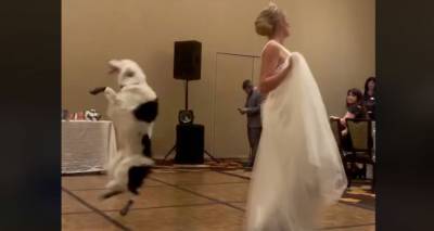 Невеста сделала жениху "cюрприз" и пригласила на "Белый танец" любимого пса. Видео - ru.armeniasputnik.am