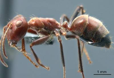 Учёные открыли новый вид «взрывающихся» муравьёв