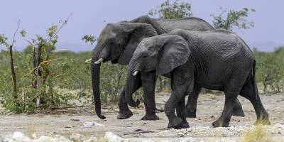Свадьба слонов и свадьба на слонах: в мире отпраздновали День влюбленных