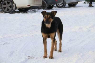 Глава омского муниципального собачьего приюта опроверг угрозу выпуска в город 100 животных