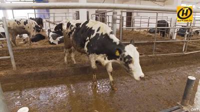 Власти утверждают: фермеры не могут конкурировать с государством в мясо-молочной отрасли