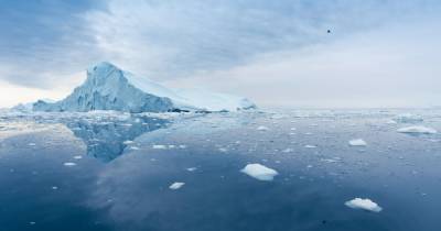 Под шельфовым ледником Антарктиды нашли странных существ