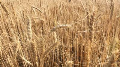 Россия установила тариф на экспорт зерновых
