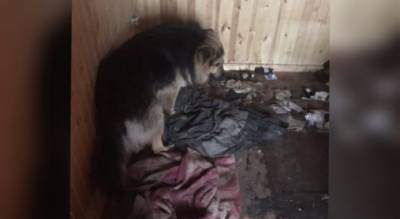 "Это ад": в Ярославле брошенный пес сам утепляет будку. Видео