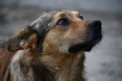 Астраханец спас утопающую, бродячую собаку