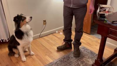 Исследователи создали систему на базе искусственного интеллекта, который умеет тренировать собак
