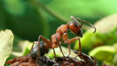 Группа энтомологов обнаружила новый вид взрывающихся муравьев-камикадзе