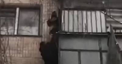 В Тернополе ребенок повис на балконе четвертого этажа, пока мама была в душе (видео)