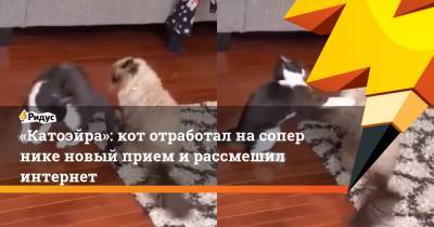 «Катоэйра»: кот отработал насопернике новый прием ирассмешил интернет