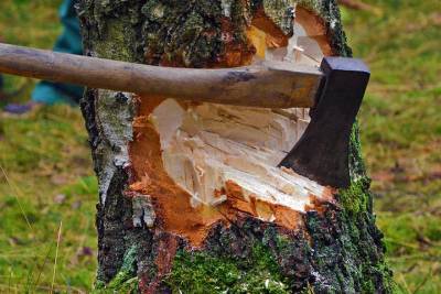 За 44 срубленных дерева житель Тверской области может оказаться в Тюрьме на семь лет