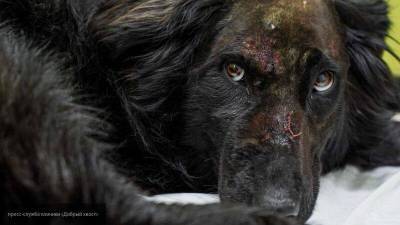 “Миша, живи!”: в Челябинске спасают собаку, которую расстреливали много дней