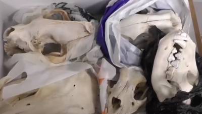 Полиция показала ценные черепа, которые украли из института зоологии