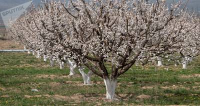"Такого я еще не видел": главный синоптик Армении о цветении абрикоса в феврале