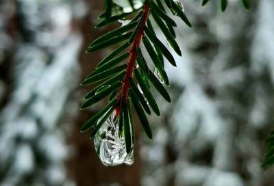 Ледяные капли и снежные ветви: фотограф показала морозное утро в лесу под Лугой