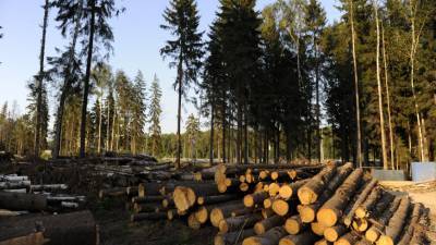 Вырубка лесов может «охладить» планету