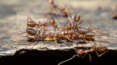 Энтомологи обнаружили неизвестный науке вид взрывающихся муравьев-камикадзе