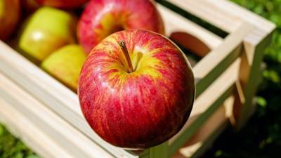 Яблоки способны влиять на когнитивные функции мозга