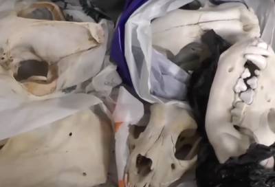 В Петербурге ценные черепа из НИИ украл плотник, а большинство из них купил школьник-коллекционер