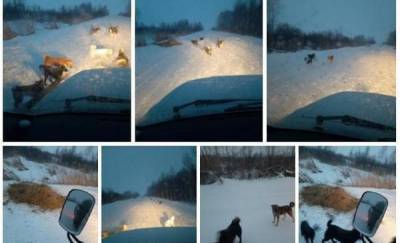 В Тюменской области выкинули из машины более 20 собак