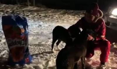 Тюменские волонтеры занимаются собаками, которых бросили около села Луговое