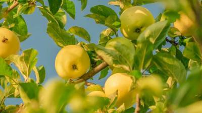 Цвет яблок оказался способен влиять на полезные свойства плода