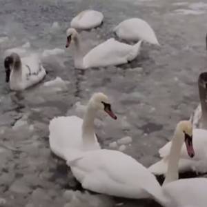 В Трускавце горожане спасли более полусотни замерзающих лебедей. Видео