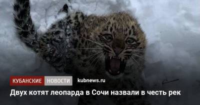 Двух котят леопарда в Сочи назвали в честь рек