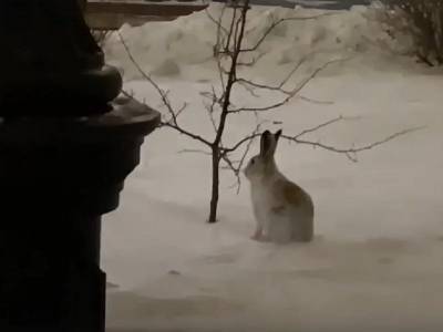 Очевидцы засняли дикого зайца в центре Челябинска