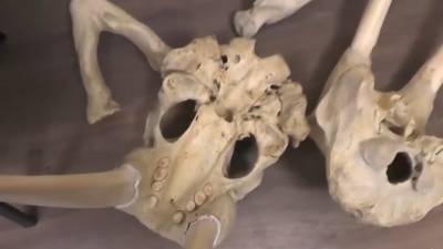 Задержан подозреваемый в краже древних черепов животных в Петербурге.