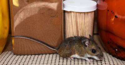 Улица научила: ученые выяснила, что городские мыши умней своих деревенских собратьев