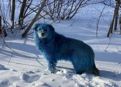 Синих собак из Дзержинска доставили в ветеринарный госпиталь