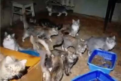 В Ижевске волонтеры пытаются спасти 50 кошек, страдающих от жестокого обращения и антисанитарии