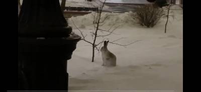 В центре Челябинска заметили зайца