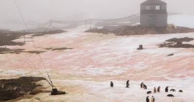 Снег в Антарктиде вместо белого стал зеленым и малиновым (ФОТО)