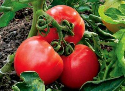 Описание сортов томатов — Винтейдж Вайн, Огни Москвы, Титан и Яблоко шафран