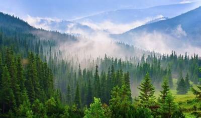 Экологи: неправильно посаженные леса не смогут спасти Землю от потепления