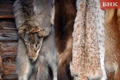 Жителей Корткероса предупредили о приближении волков
