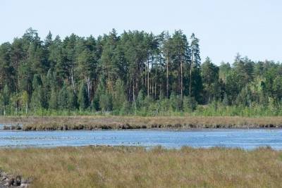 Более 40 км речных берегов расчистят в этом году в Тамбовской области