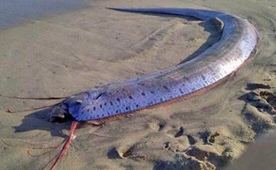 На берегу озера Тудакуль обнаружили неизвестное четырёхметровое существо. В Госкомэкологии заявили, что это фейк