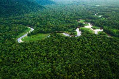 Французский банк BNP Paribas прекратит финансирование фирм, работающих в лесах Амазонки nbsp