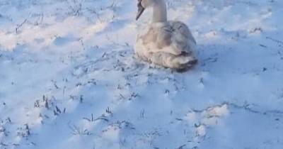Упал прямо с неба: под Днепром спасают молодого лебедя