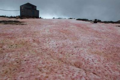В Антарктиде снег стал розового цвета (ФОТО)