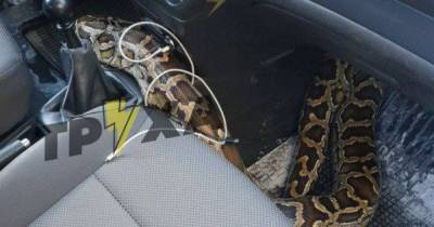 Доставка с сюрпризом: таксист в Харькове в салоне авто обнаружил змею
